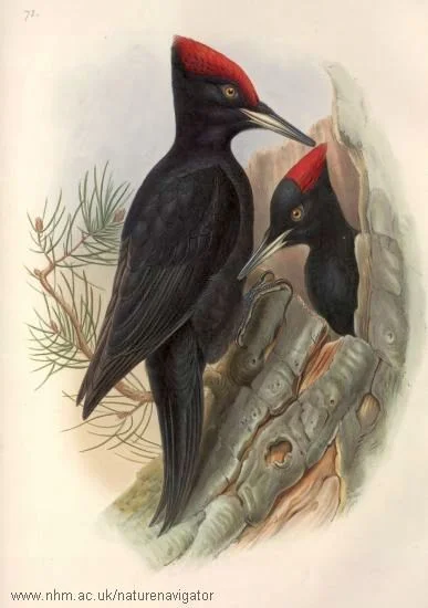 BLACK WOODPECKER (Dryocopus martius) Pic Noir — wildechoes